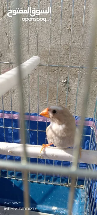 جوز طيور الجنه العمر شهرين