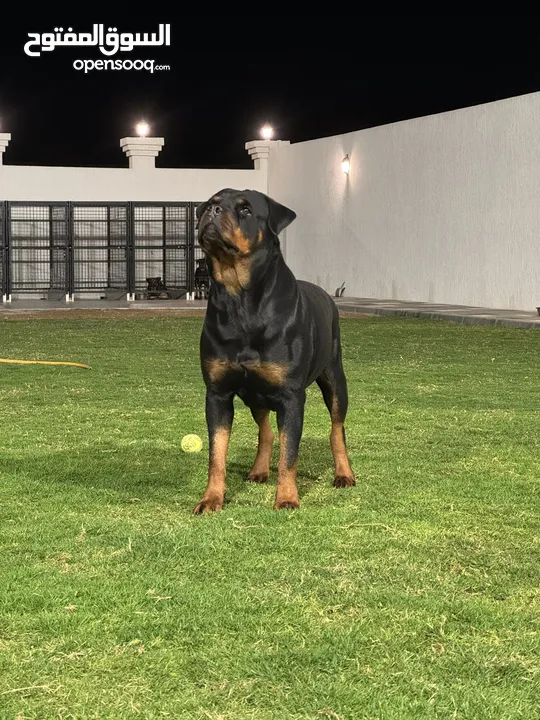 Top blud line rott full Pedigree