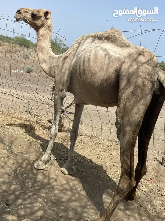 لبيع ناقه محليه  بغيتها تربيه ولا ذبح شوف الوصف مناسبه