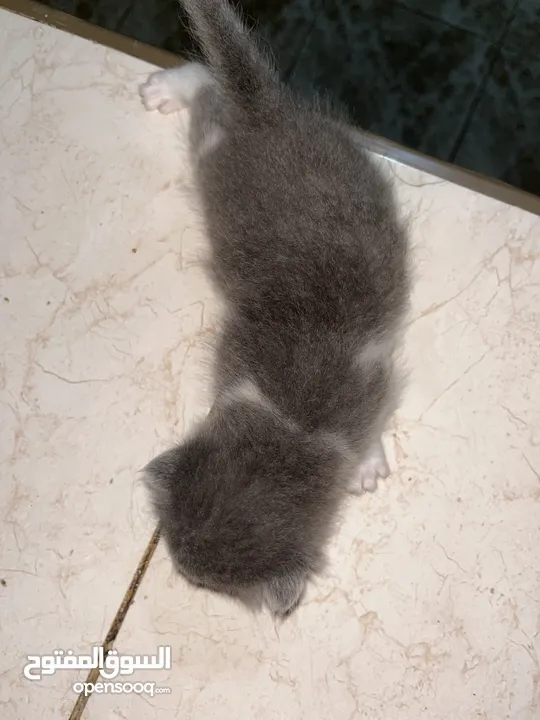 جميل العبادي