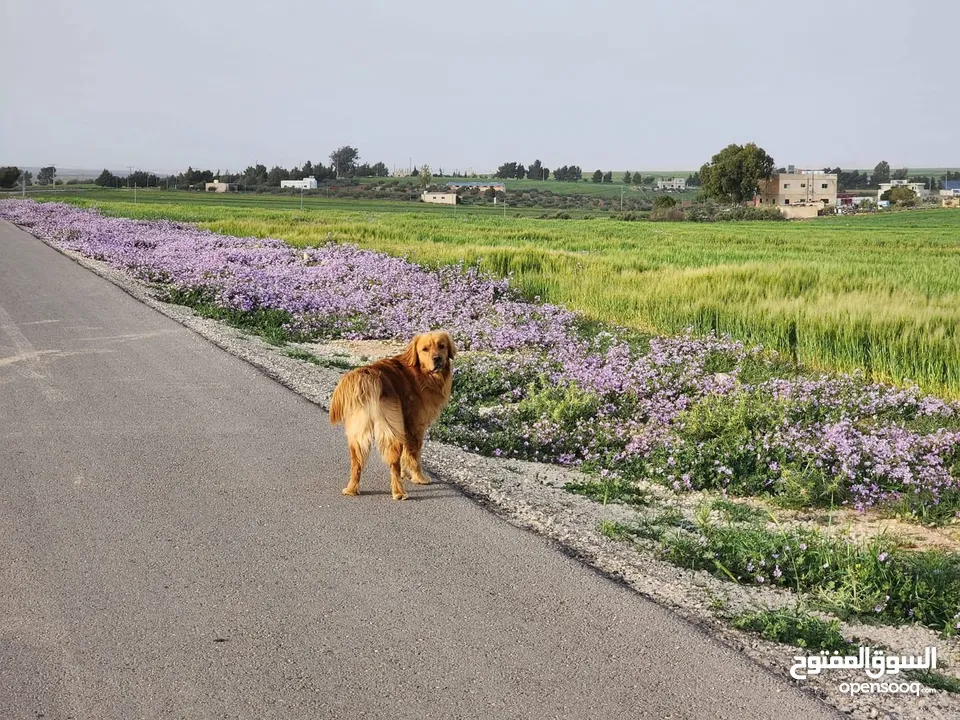 جوز Golden Retriever جولدن ريتريفر اصلي ذكر وأنثى لأعلى سعر