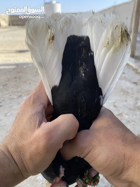 كوم حمام للبيع
