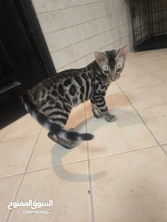 Pure Bengal Kittens