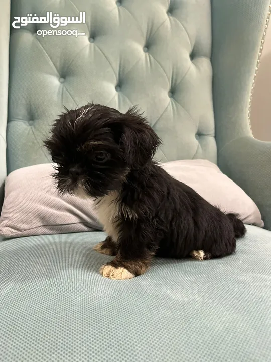shih tzu pure breed male and female available price negotiable