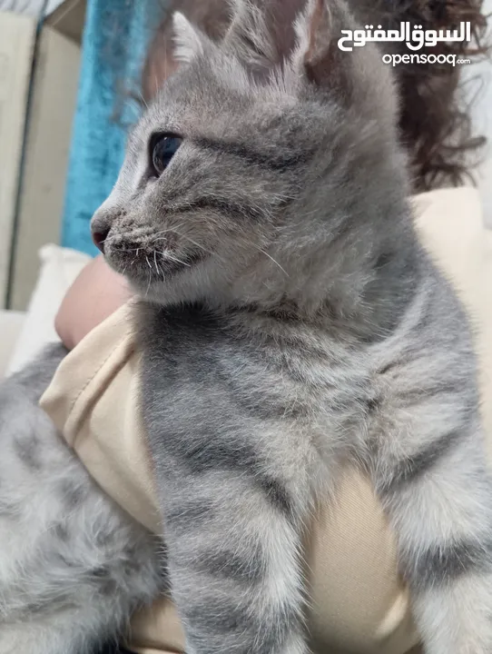 توبي كات (بندق) قط جميل جدا وأليف the best cat i have ever seen and i loke it