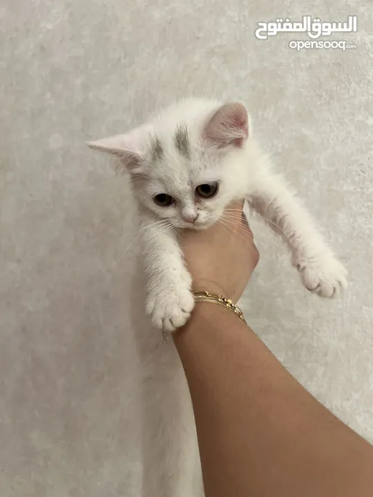 White kitten