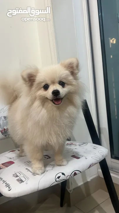 Cute Pomeranian Puppy Female