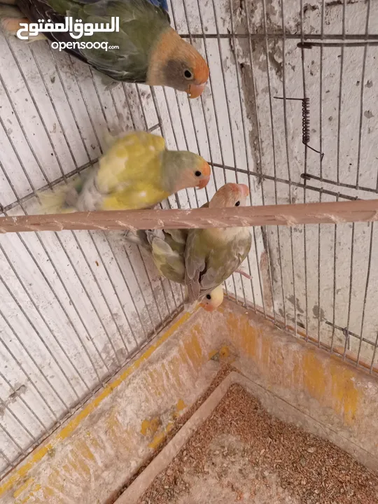 طور روز  ألوان بتجنن الله يبارك لصاحب النصيب. روز البينو عين حمرا. البينو بيور من انناحي