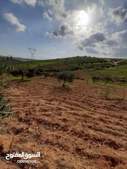 مزرعة في المفرق للبيع