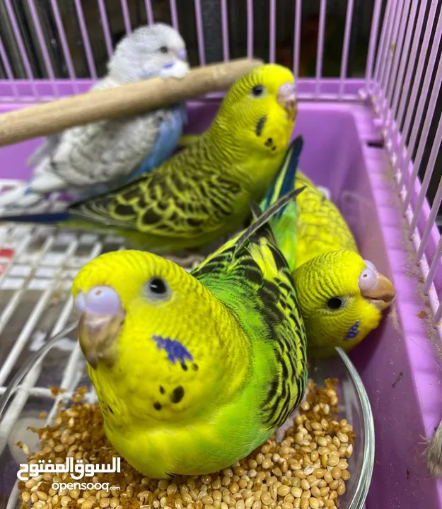 For Sale 4 Pieces Of Holland Budgies