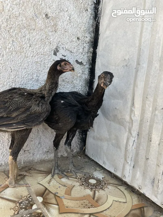 ‏متاح فرختين بناديق أذناب مستواهن الصلاة على النبي للبيع او للبدل علا طيورالموقع عجلون قرية سفينه