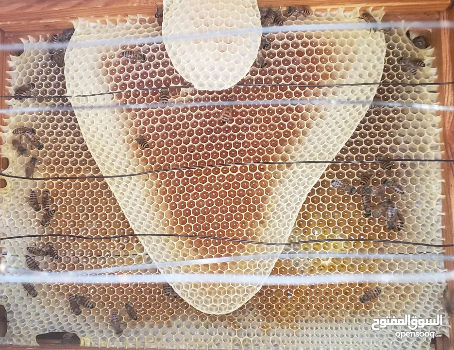 لمن يريد عسل طبيعي يخرجه بنفسه من الخليه مباشرة