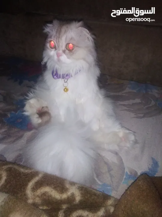قطة انثى هاديه