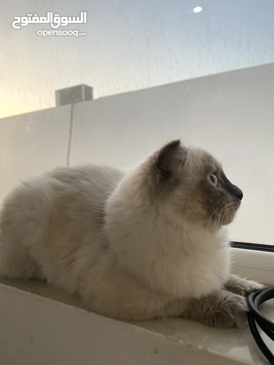 قطة هيمالايا