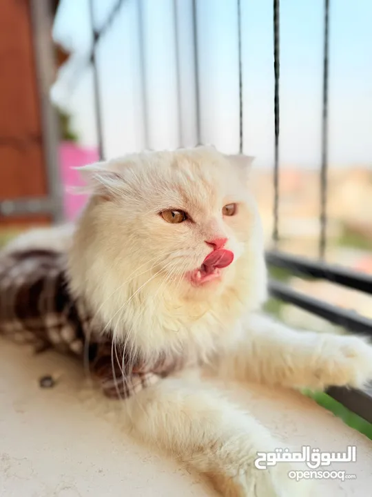 قط سكوتش فولد مميز منزلي اليف وسعره مناسب خالي من اي امراض او مشاكل صحية