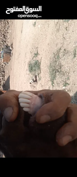 عنز لحم وحليب قطعه وشكل ولون صلاة النبي عنز من حظ الي يغناها