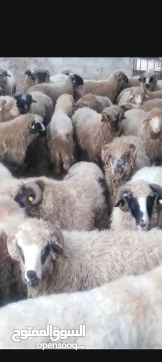 جزار لذبح الاضاحي في المنزل في عمان