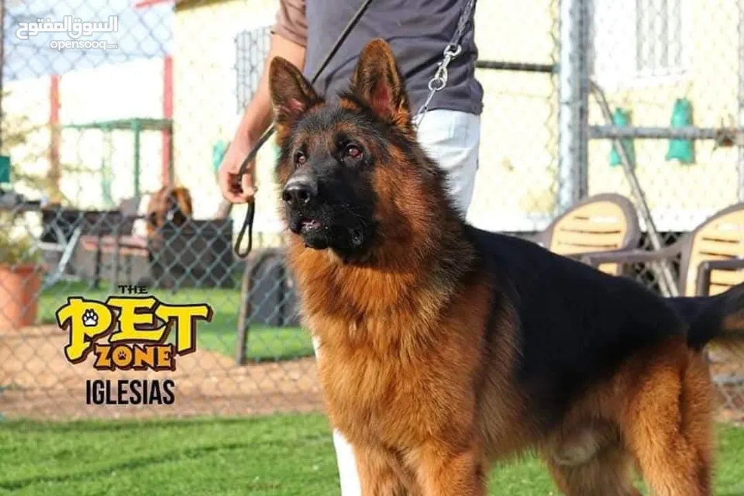 Train your dog
