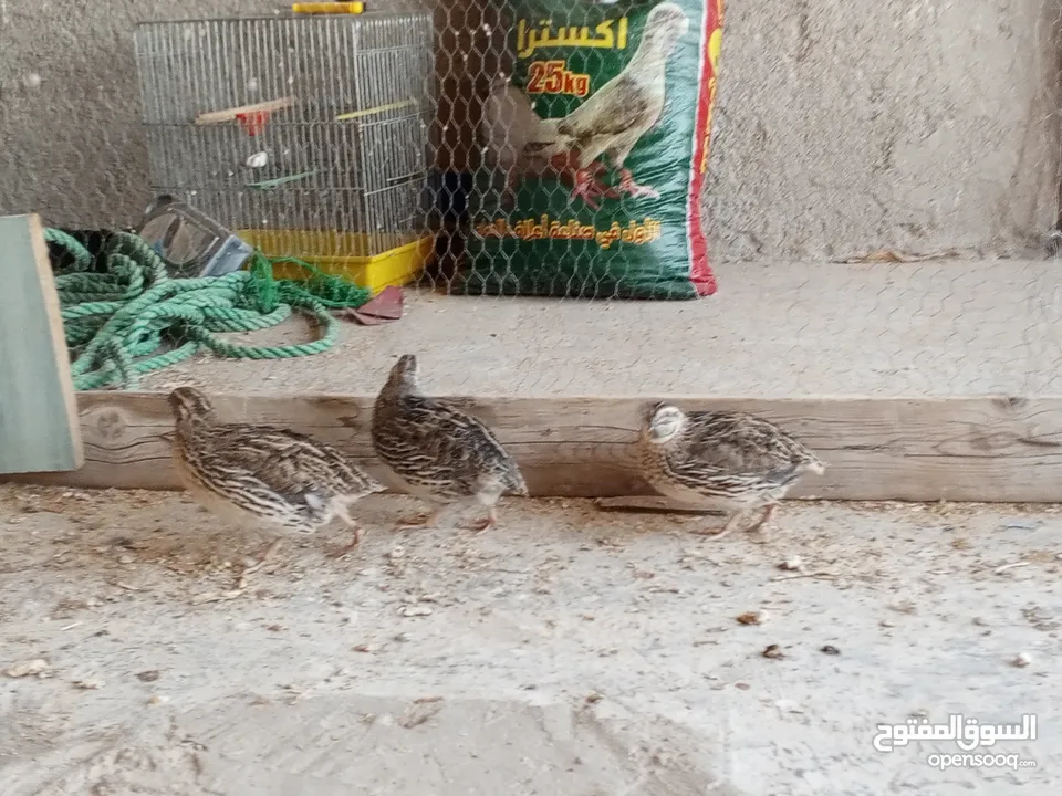 فربات للبيع ....