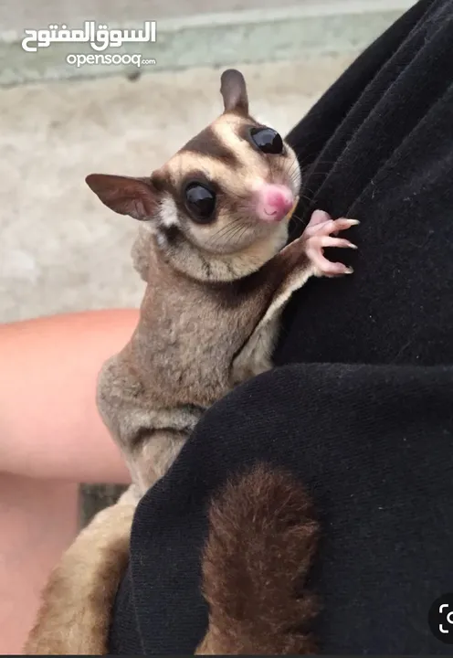 Sugar glider