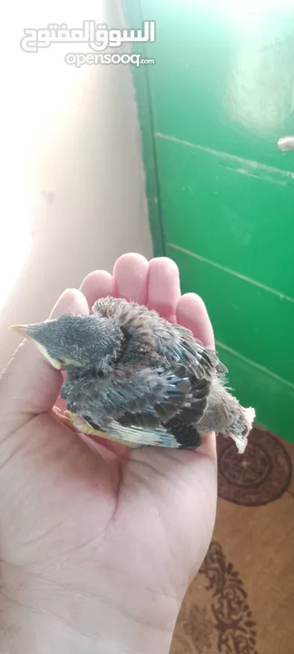 افراخ مينا للزق اليدوي