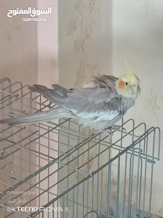 طائر كوكتيل اليف 100% مع قفص كاسكو