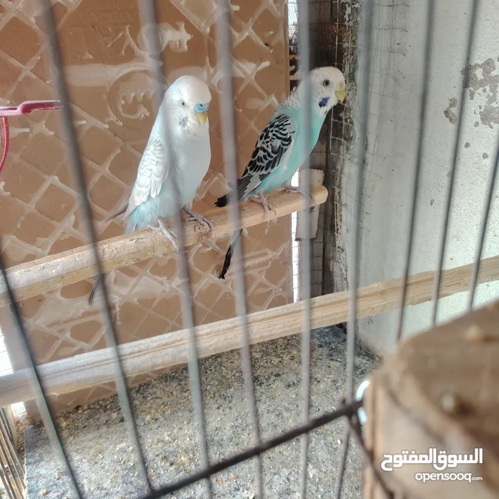 طيور حب عصافير حب