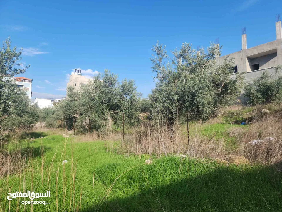 خلف مخابز البلد