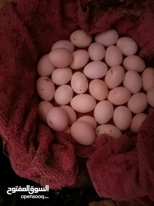 بيض فيومي مخصب