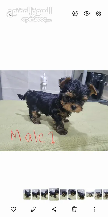 Pure Breed Mini Yorkshire Terrier