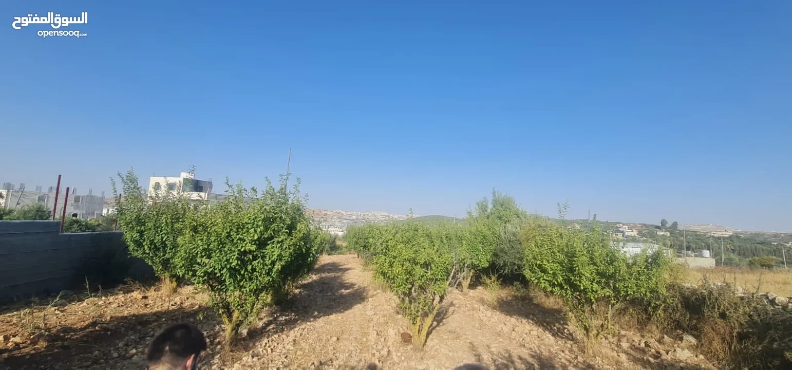 ارض بنص السعر للبيع المستعجل سعر المتر اقل ب 60 دينار من قيمته