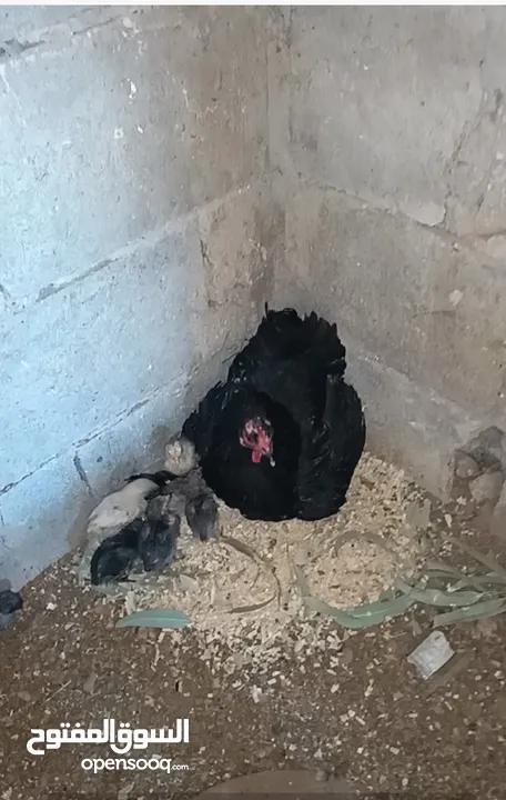3 جاجات مع فراخهم