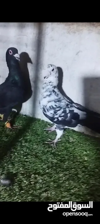 عشر جواز للبيع