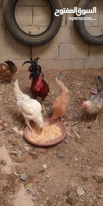 جاج بلدي بياض