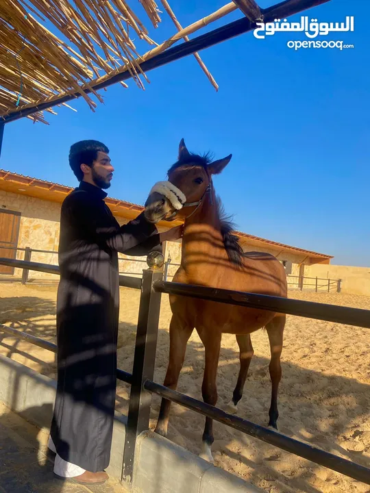مهرة عربية أصيلة مسجلة - دماء مميزة -مهرة مميزة الها مستقبل