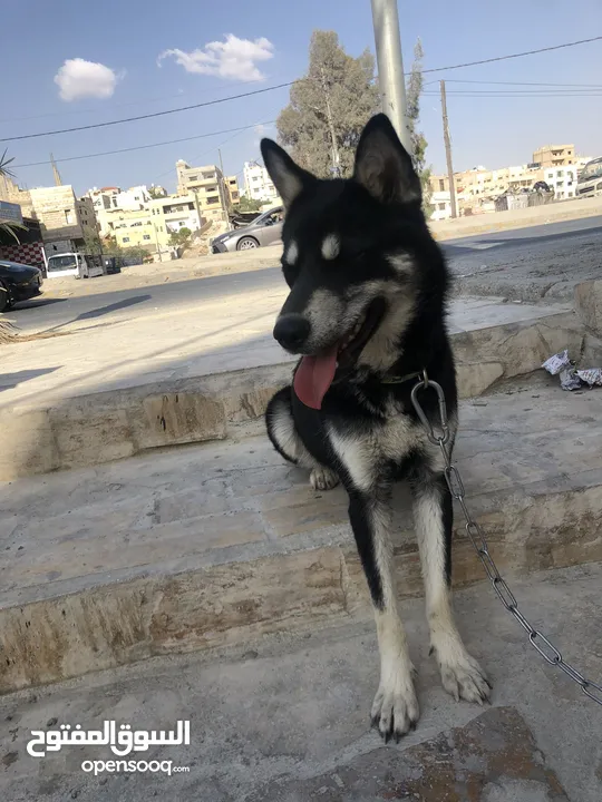 الكلاب الهاسكي مدرب