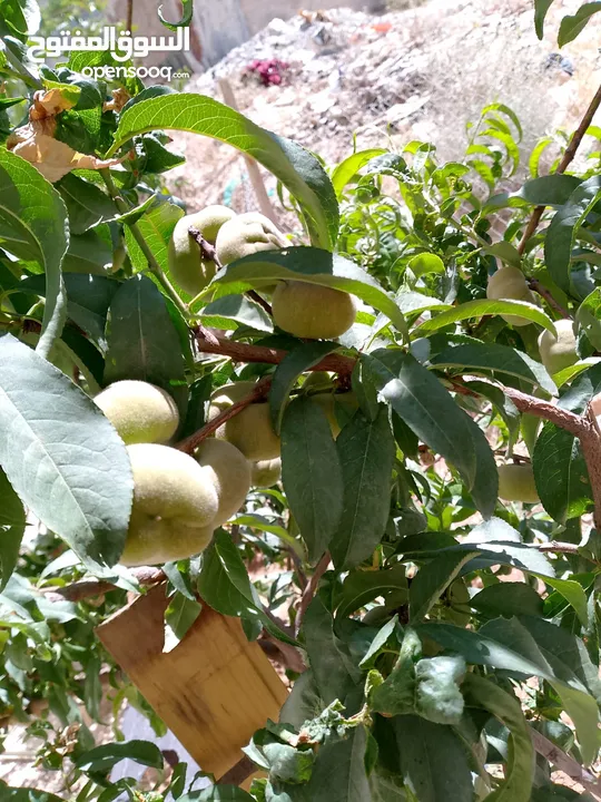بيت للبيع في إسكان صاحية العابد