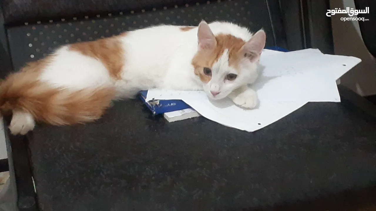 5 months old cute kitten need adoption with in 4 days