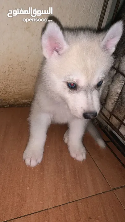 Siberian husky’s puppy