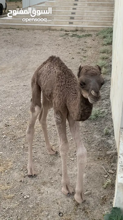 جعدان  للبيع !