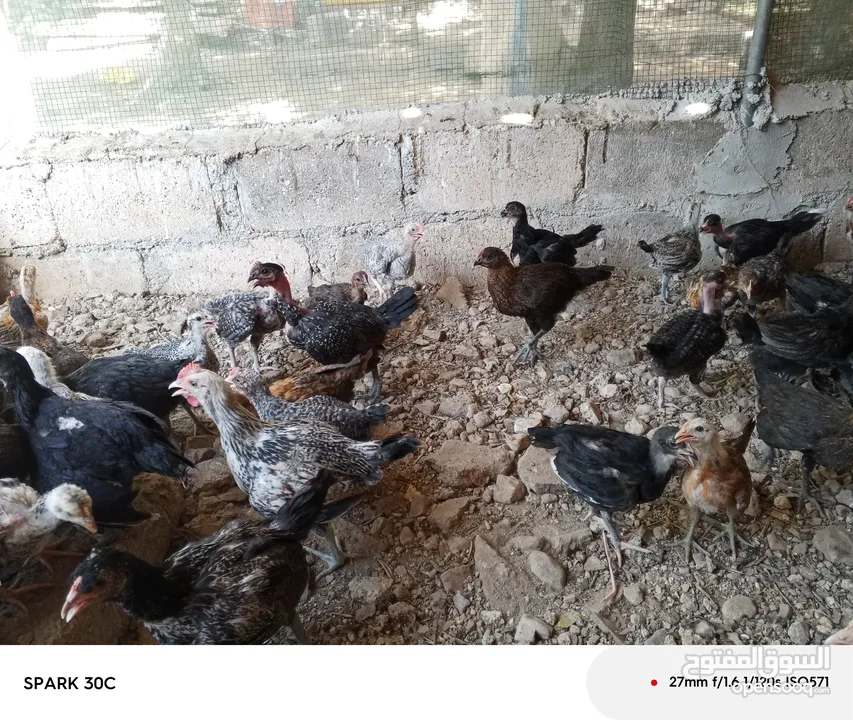 فراخ بلدي ومشكل