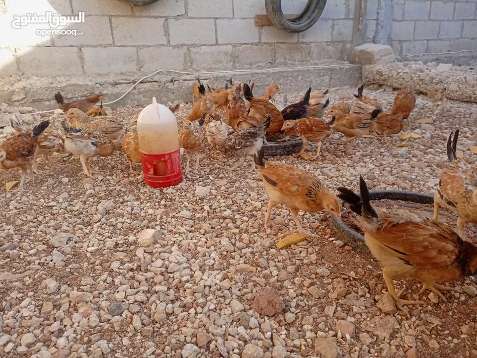 صوص بلدي للبيع