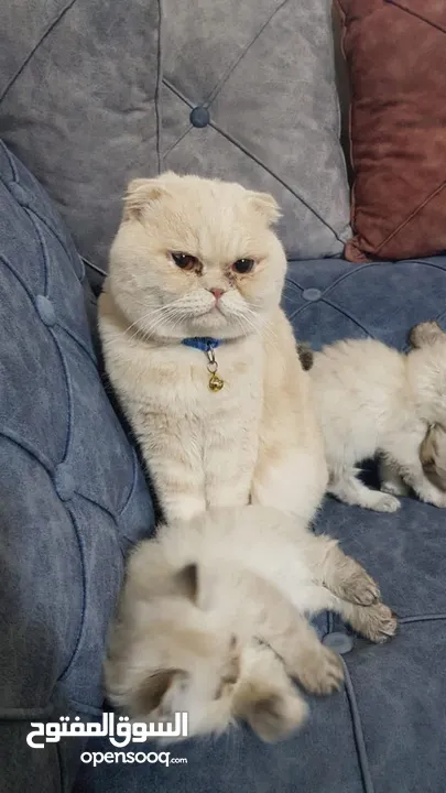 قطط هملايا للبيع