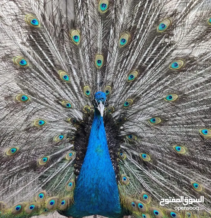 طاووس أمريكي بلاك شولدر وايت شولدر
