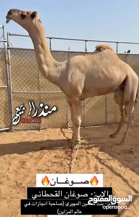 ناقه للبيع سلاله طيبه