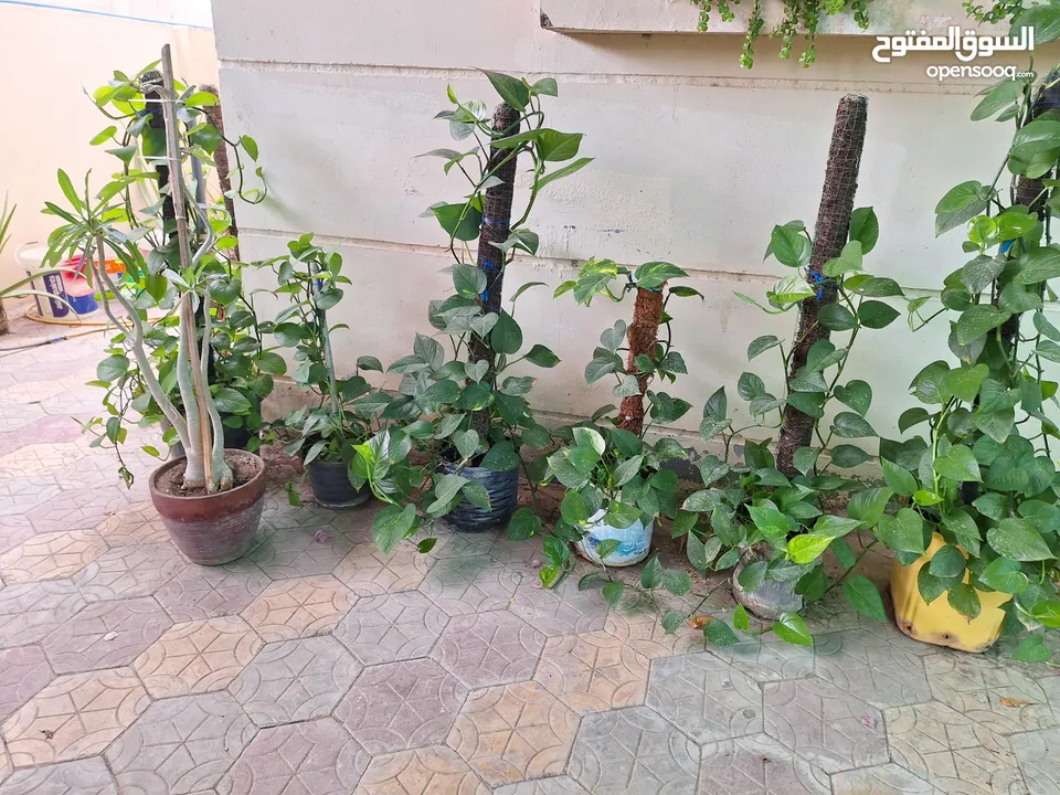 Plants for sale