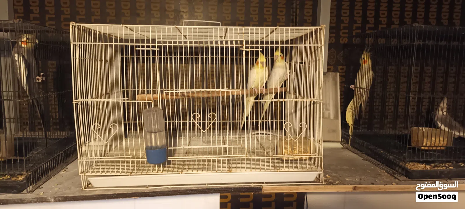 طيور كوكتيل بسعر مناسب التفاصيل في الوصف