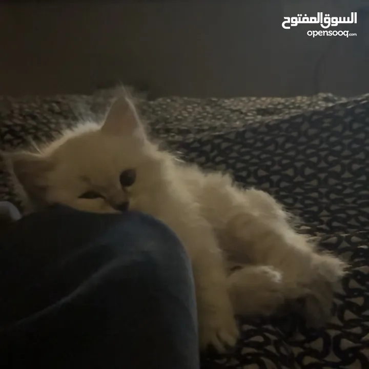 2 month old female kitten for sale كتن عمرها شهرين للبيع