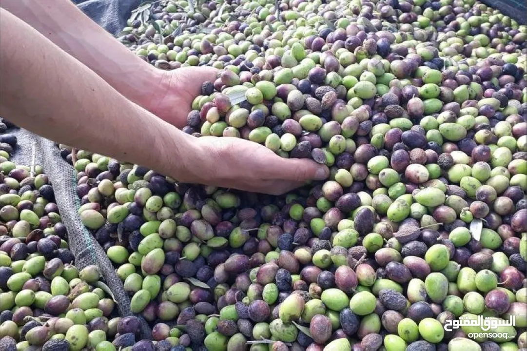 نشتري زيتون حب او عالشجر /ادخل وشوف