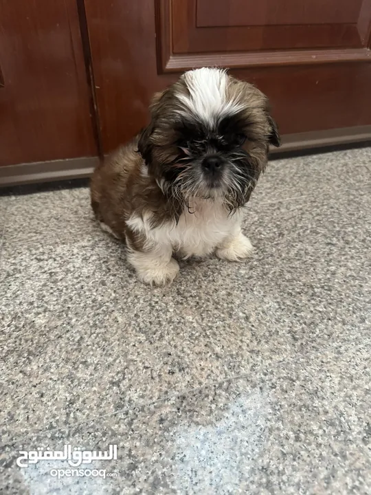 Shih tzu puppies for sale